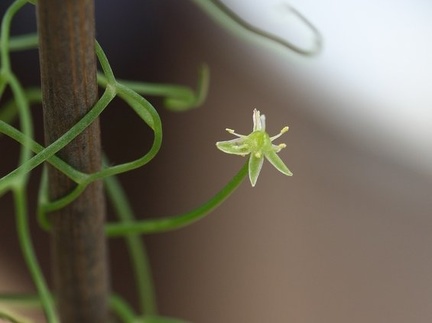 Bowiea volubilis 001