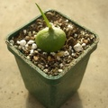 Bowiea volubilis Ketsko - photo Ivanova FG