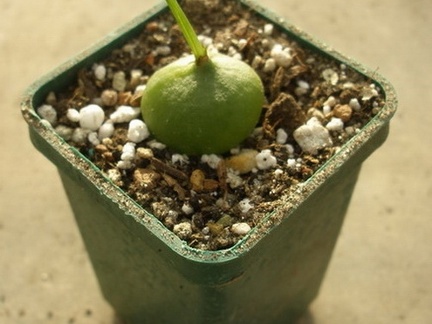 Bowiea volubilis Ketsko - photo Ivanova FG