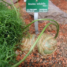Bowiea volubilis bulbs