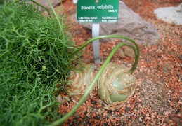 Bowiea volubilis bulbs