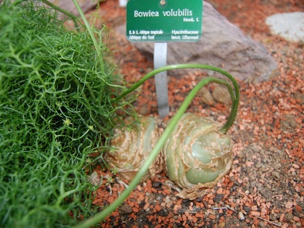 Bowiea volubilis bulbs