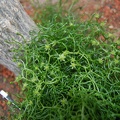 Bowiea volubilis flowers