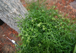 Bowiea volubilis flowers