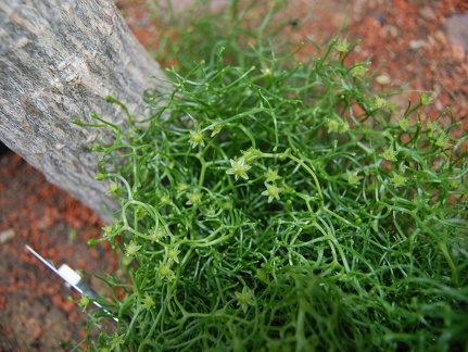 Bowiea volubilis flowers