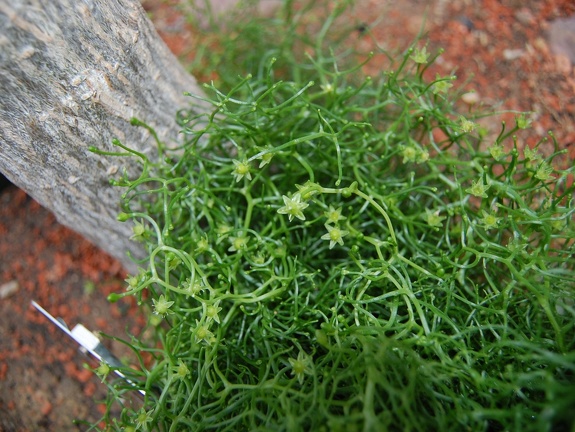 Bowiea volubilis flowers