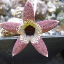 Caralluma aperta Iv