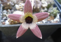 Caralluma aperta Iv