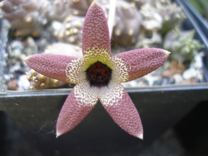 Caralluma aperta Iv