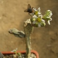 Caralluma burchardii