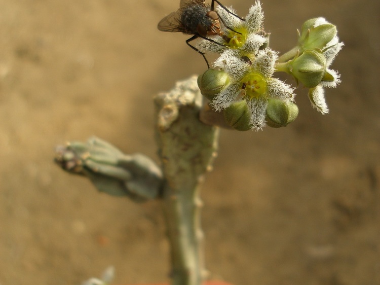 Caralluma burchardii