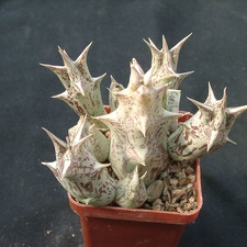 Caralluma dummeri