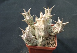 Caralluma dummeri