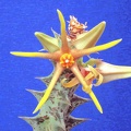 Caralluma wissmannii