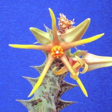 Caralluma wissmannii
