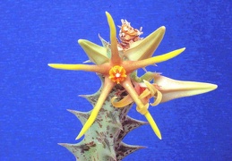 Caralluma wissmannii