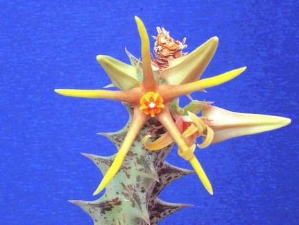 Caralluma wissmannii