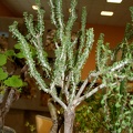 Ceraria namaquensis 001