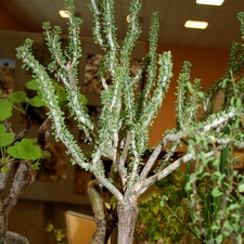 Ceraria namaquensis 001