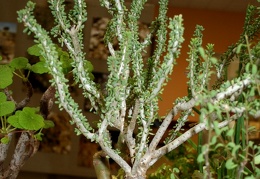 Ceraria namaquensis 001