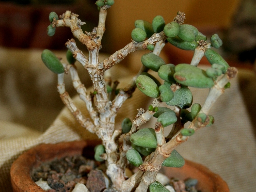 Ceraria pygmaea