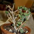 Ceraria pygmaea