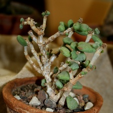 Ceraria pygmaea
