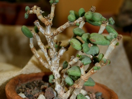 Ceraria pygmaea