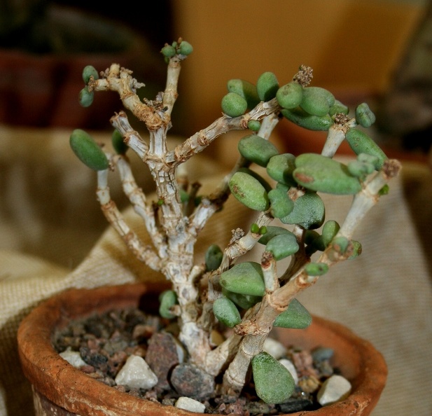 Ceraria_pygmaea.JPG