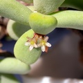 Ceraria pygmaea ES 0917