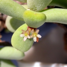 Ceraria pygmaea ES 0917
