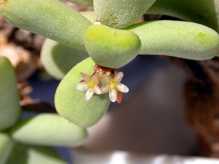 Ceraria pygmaea ES 0917