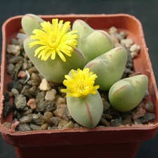 Conophutum cordatum