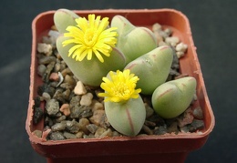 Conophutum cordatum