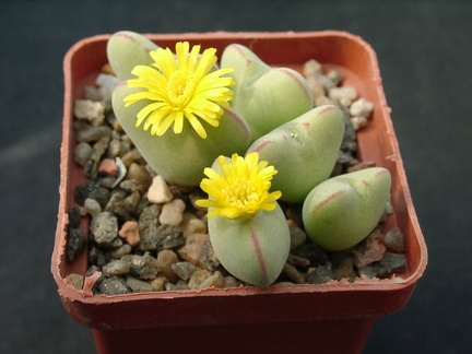 Conophutum cordatum