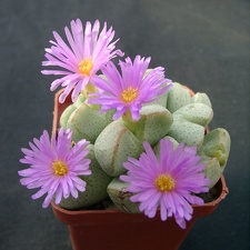 Conophutum ernianum