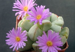 Conophutum ernianum