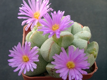 Conophutum ernianum