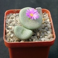 Conophutum gratum
