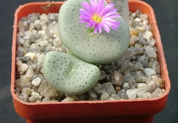 Conophutum gratum