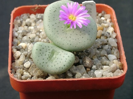 Conophutum gratum