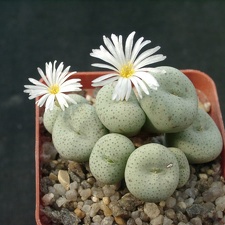 Conophutum gratum cf albiflorus