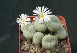 Conophutum gratum cf albiflorus