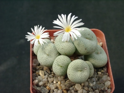 Conophutum gratum cf albiflorus