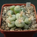 Conophutum obcordelum
