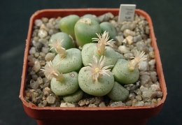 Conophutum obcordelum