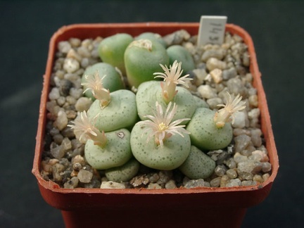Conophutum obcordelum