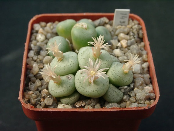 Conophutum obcordelum