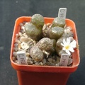 Conophutum pellucidum