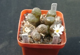 Conophutum pellucidum